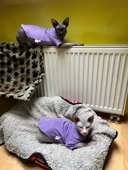 Macio do Bebê-Tecido de Assentamento Camisa para o Pêlo do Gato Roupas de Outono Gatinho Roupa para Gato Cornish Devon Gato Sphynx Gato Roupas
